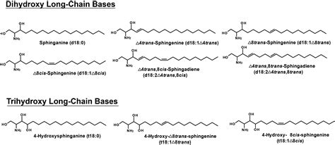 Sphingolipid Structure