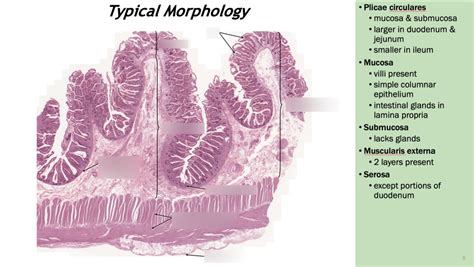 Jejunum Typical Small Intestine Morphology Diagram Quizlet