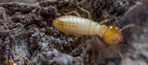 white ant control services  perth eco pest control