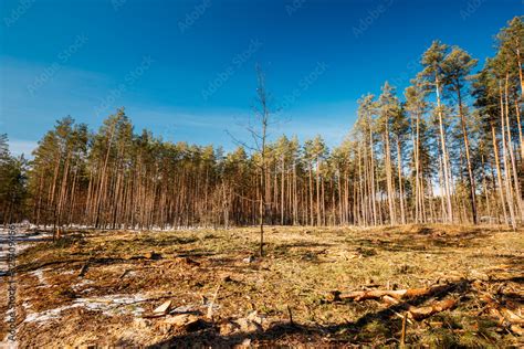 Deforestation Area. Pine Forest Landscape In Sunny Spring Day. Green ...