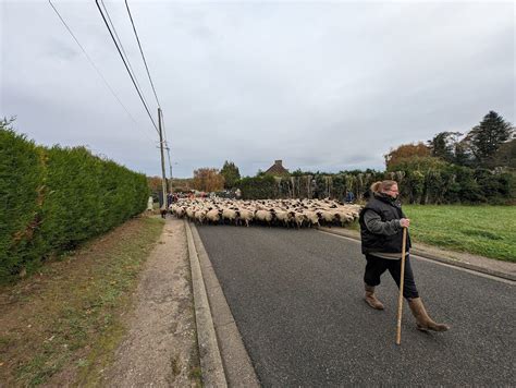 Retour En Images Sur La Transhumance De Moutons De Saint Valery Sur