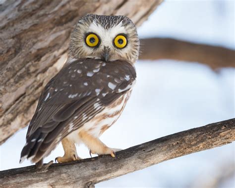 Northern Saw-whet Owl | Idaho Birds