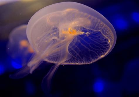 Radial Symmetry Jellyfish