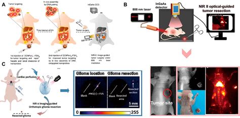 Frontiers Near Infrared Inorganic Nanomaterials For Precise Diagnosis And Therapy