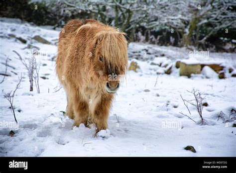 Shetlandpony im schnee Fotos und Bildmaterial in hoher Auflösung Alamy