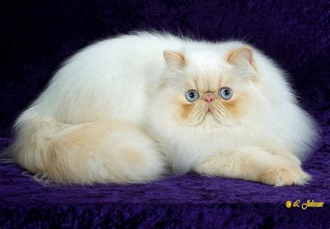 Persian Cat Profile Picture The Best Dogs And Cats