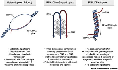 Rna Dna Triplexes Molecular Mechanisms And Functional Relevance