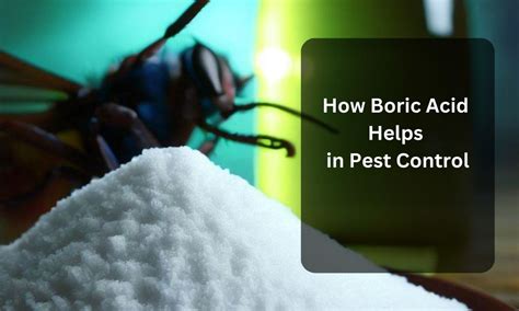 How Boric Acid Helps in Pest Control