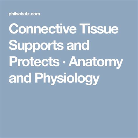 Connective Tissue Supports And Protects · Anatomy And Physiology Anatomy And Physiology