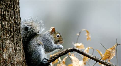 Facts about Squirrels, Habitat and Pictures