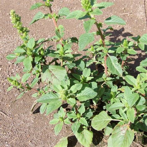 Amaranthus Retroflexus Seed