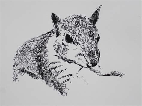 Allison K. Walker Art & Illustration: Variations on Squirrel