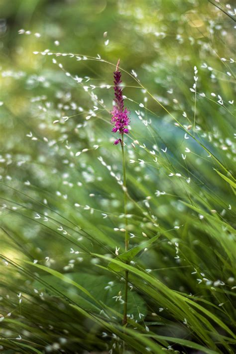 Persicaria And Melica Bokeh Scott Weber Flickr