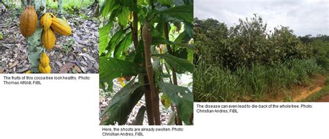 Cocoa Swollen Shoot Virus Disease Sustainable Agroecosystems Eth Zurich