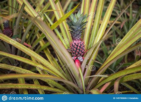 Red Pineapple With Green Leaves Growing In A Flowerbed In A Botanical