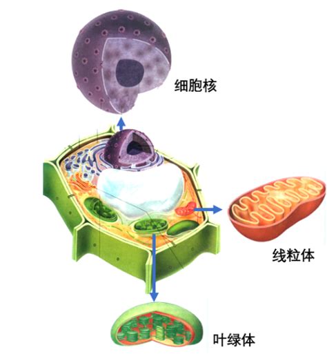 Dna 存在细胞的哪个结构？ 知乎