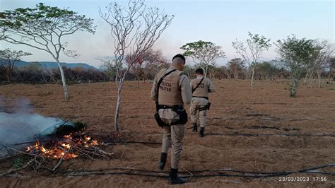 Pm Erradica Mais De Mil P S De Maconha No Interior Do Umburanas