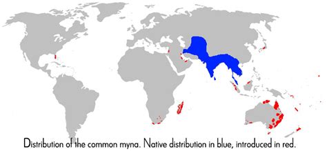 Myna Bird Range