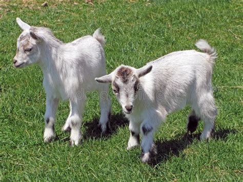 Baby Goats Free Stock Photos And Pictures Baby Goats Royalty Free And