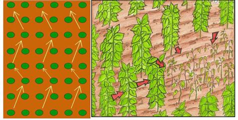 Como Realizar A Coleta Dos Nemat Ides Biotec