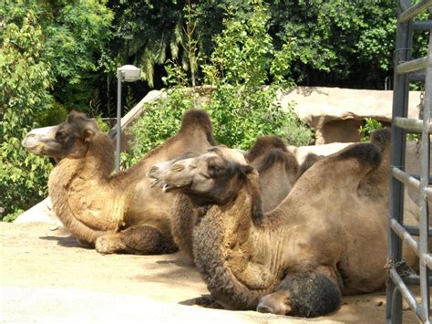 Pictures of Animals at the San Diego Zoo