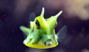 Longhorn Cowfish - Facts, Pictures & Habitat Information