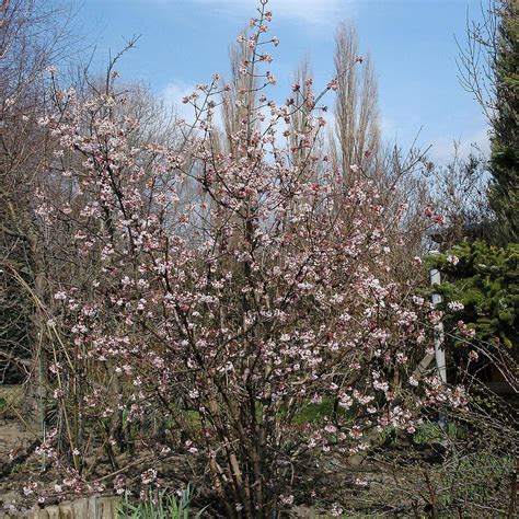 Winterschneeball Dawn Viburnum Bodnantense Dawn