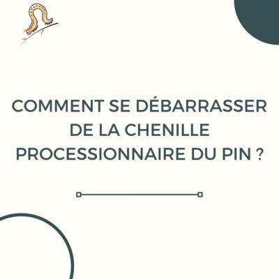 Comment Se D Barrasser De La Chenille Processionnaire Du Pin