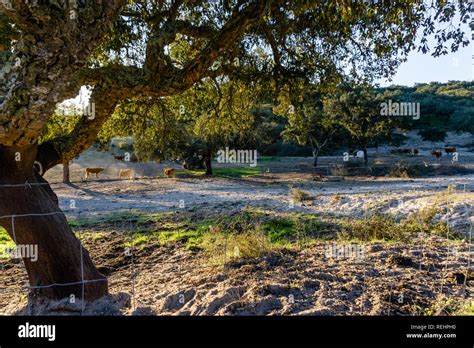 Cows Grazing at Sunset Stock Photo - Alamy