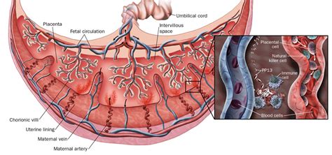 Placenta | Definition, Anatomy and Functions