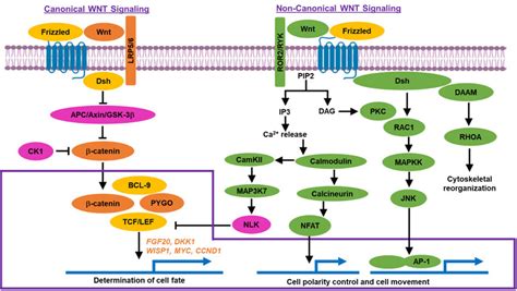 Canonical β Catenin Dependent And Non Canonical β Catenin Download Scientific Diagram