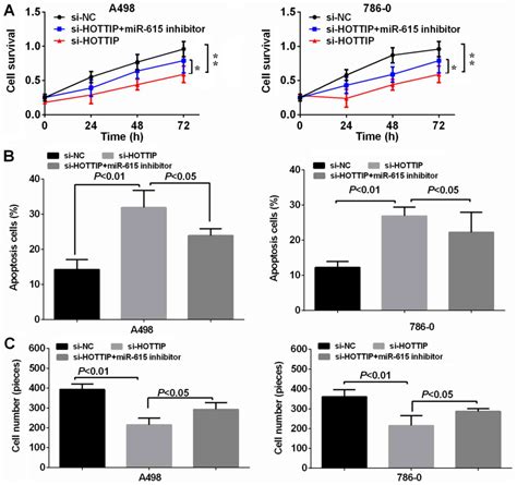 Long Non Coding Rna Hottip Promotes Renal Cell Carcinoma Progression