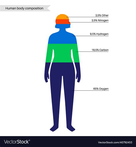 Human Body Composition Royalty Free Vector Image