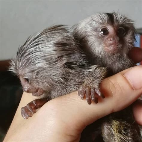 Marmoset Monkeys For Sale Marmoset Monkeys For Sale Near Me