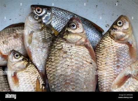 Fresh Fish From Freshwater Crucian Carp Roach Stock Photo Alamy