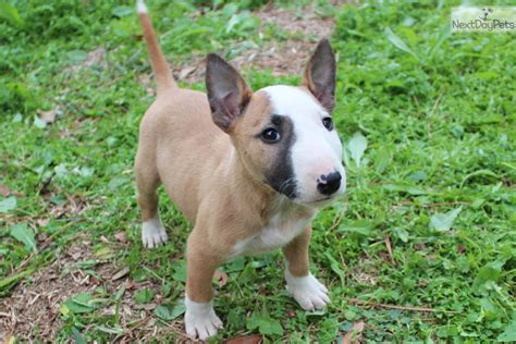 Bull Terrier Miniature Puppies Puppy Dog Gallery