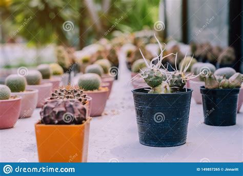 Variedade De Cacto Pequeno E De Plantas Suculentos Em Uns V Rios