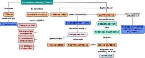 Mapa Conceptual Sobre Los Tipos De Evidencia De Evolucion Brainlylat