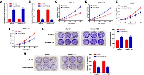 Circfam B Promotes Proliferation Of Hcc In Vitro A B Verification