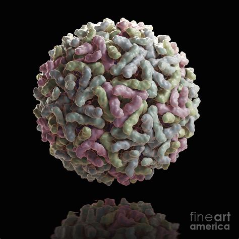 Sindbis Virus Photograph By Science Picture Co Fine Art America