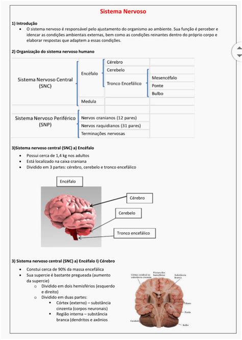 Resumo De Neuroanatomia Neuroanatomia