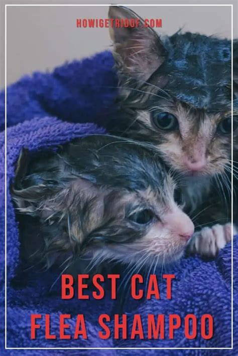 Best Cat Flea Shampoo - How I Get Rid Of