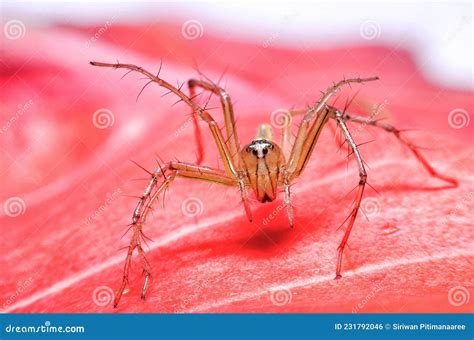 Um Fecho De Uma Aranha Saltadora Amarela Foto De Stock Imagem De