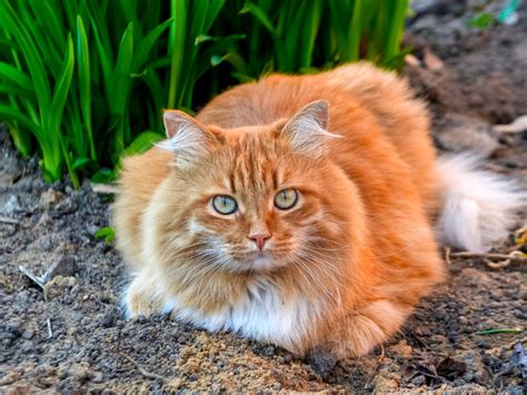 purr fect orange cat names cat bytes
