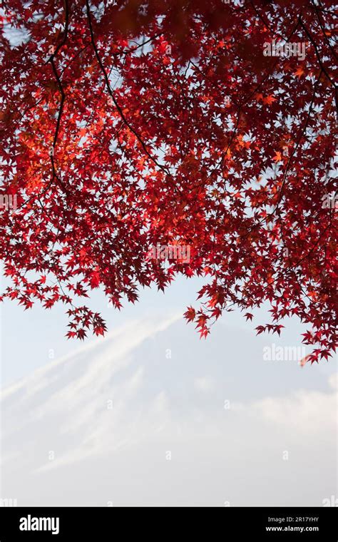 Autumn leaves of Lake Kawaguchi and Mt. Fuji Stock Photo - Alamy