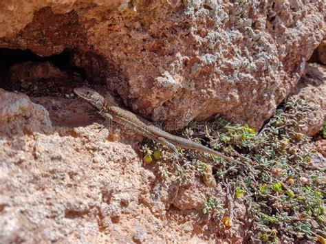 Atlantic Lizard And X28gallotia Atlantica Mahorataeand X29 On The Island