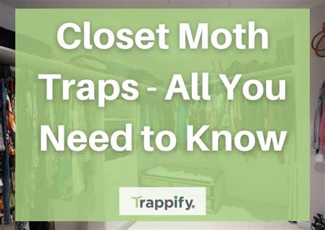 Closet Moth Traps - All You Need to Know | Trappify