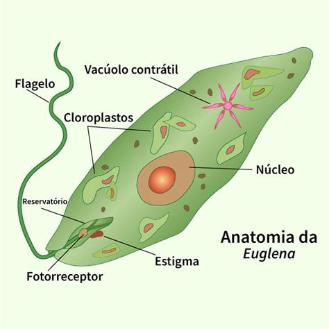 O Reino Protista - Exemplos Do Reino Protista Mapa Mental Reino Protista EDULEARN