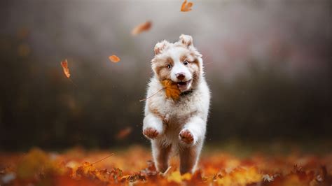 Happy puppy wallpaper - backiee