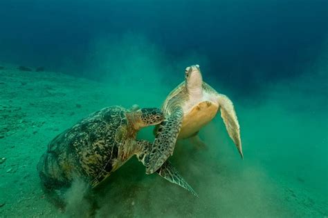 Cómo Se Reproducen Las Tortugas Marinas Tipo Cortejo Apareamiento Y Más